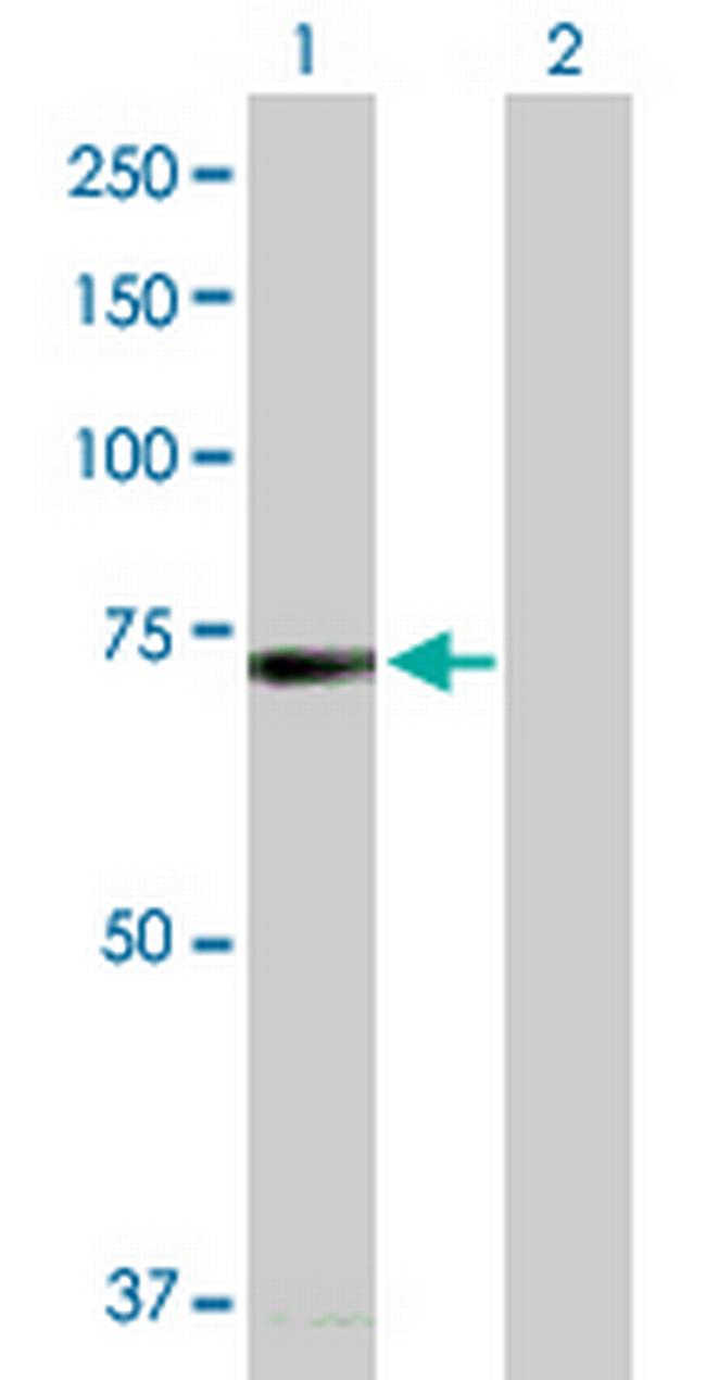 BRD4 Antibody in Western Blot (WB)