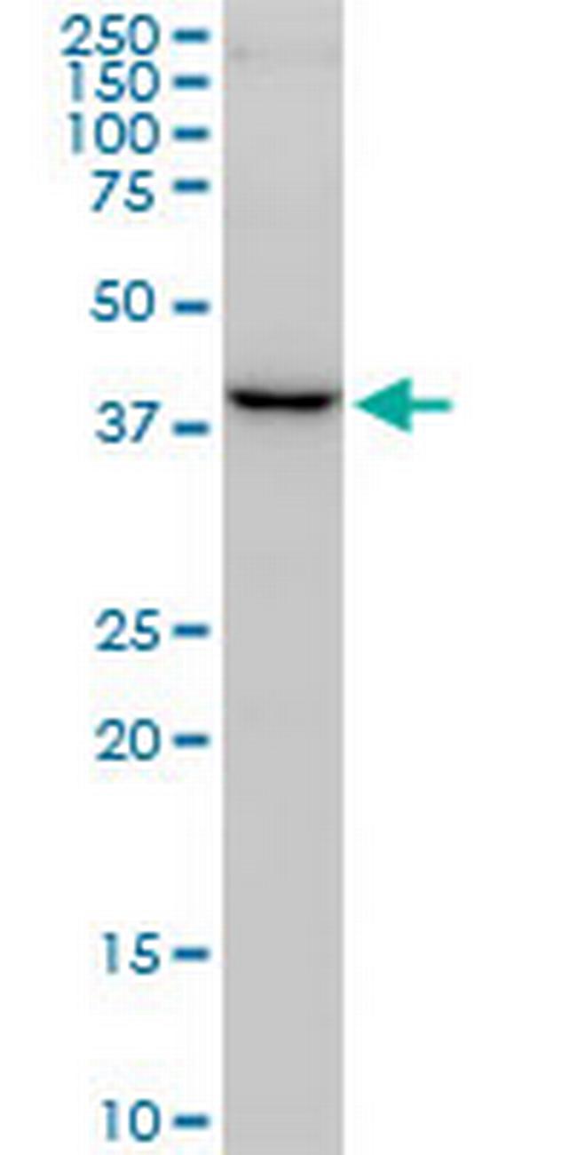 FBXO22 Antibody in Western Blot (WB)