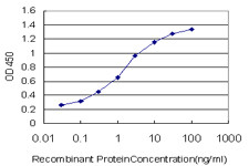 HSPB8 Antibody in ELISA (ELISA)