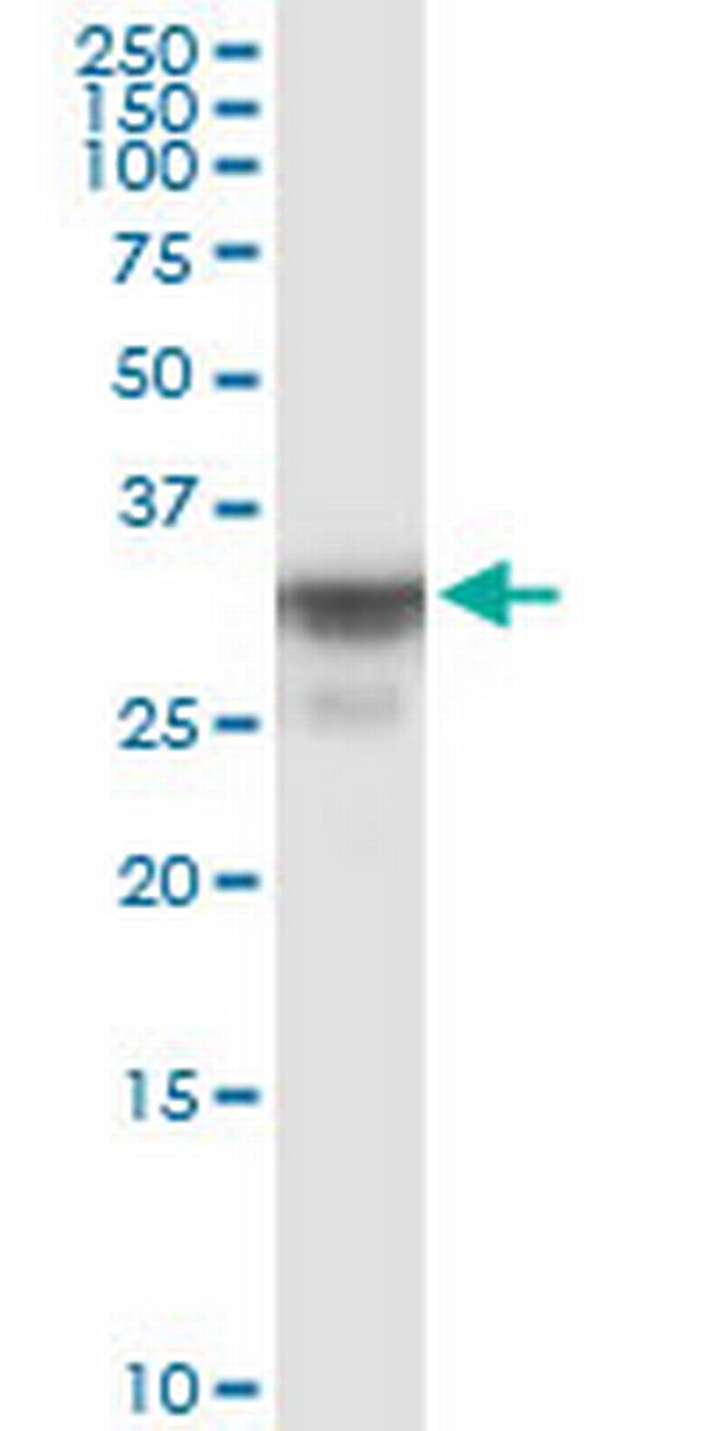 OR8B8 Antibody in Western Blot (WB)