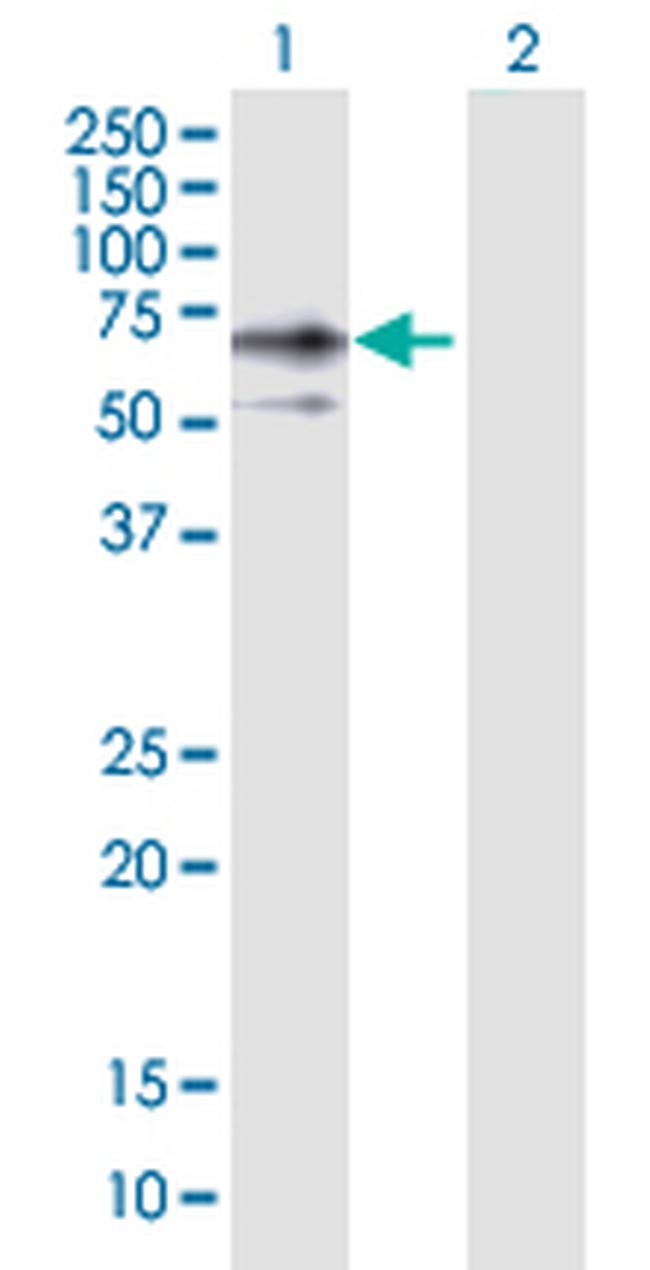 ERO1L Antibody in Western Blot (WB)