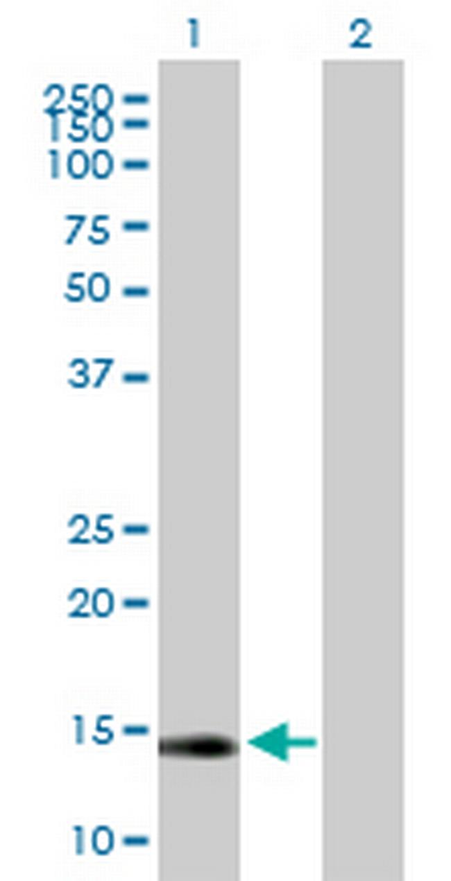 GLRX2 Antibody in Western Blot (WB)