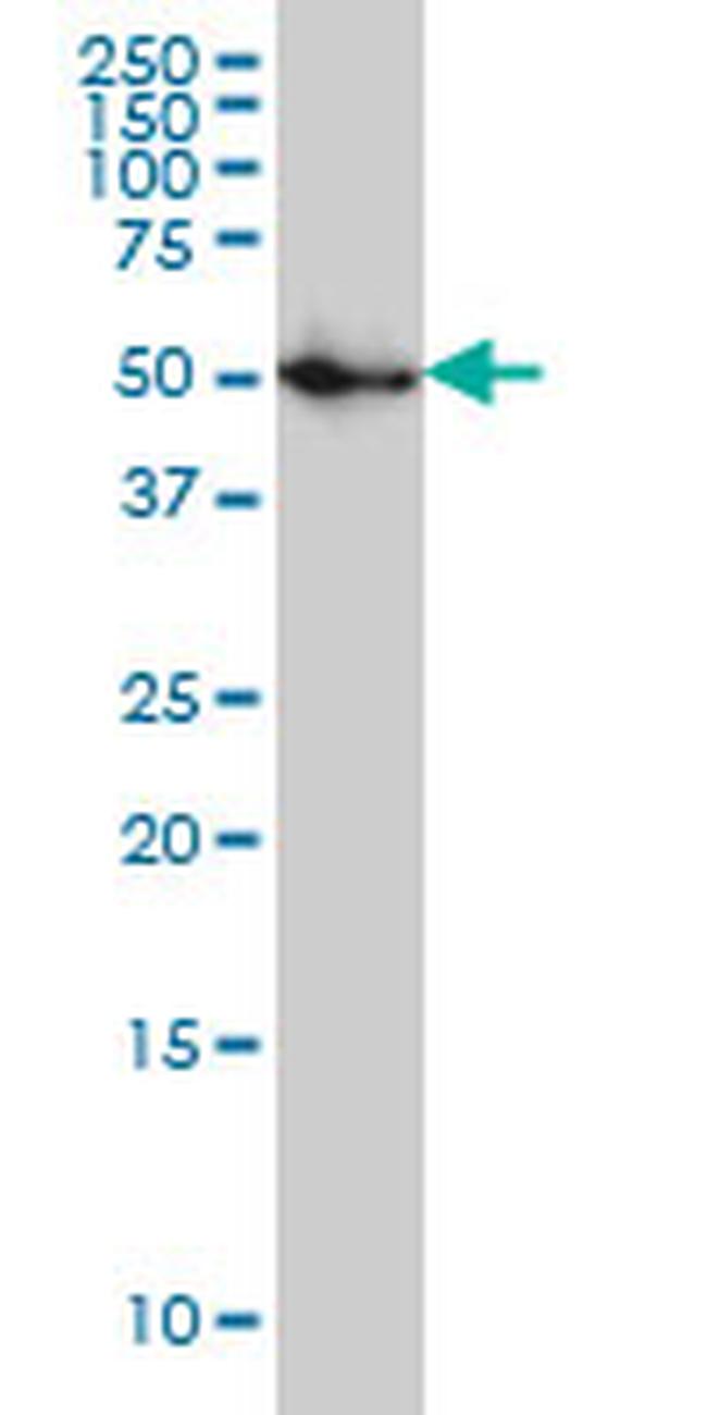 SPG3A Antibody in Western Blot (WB)