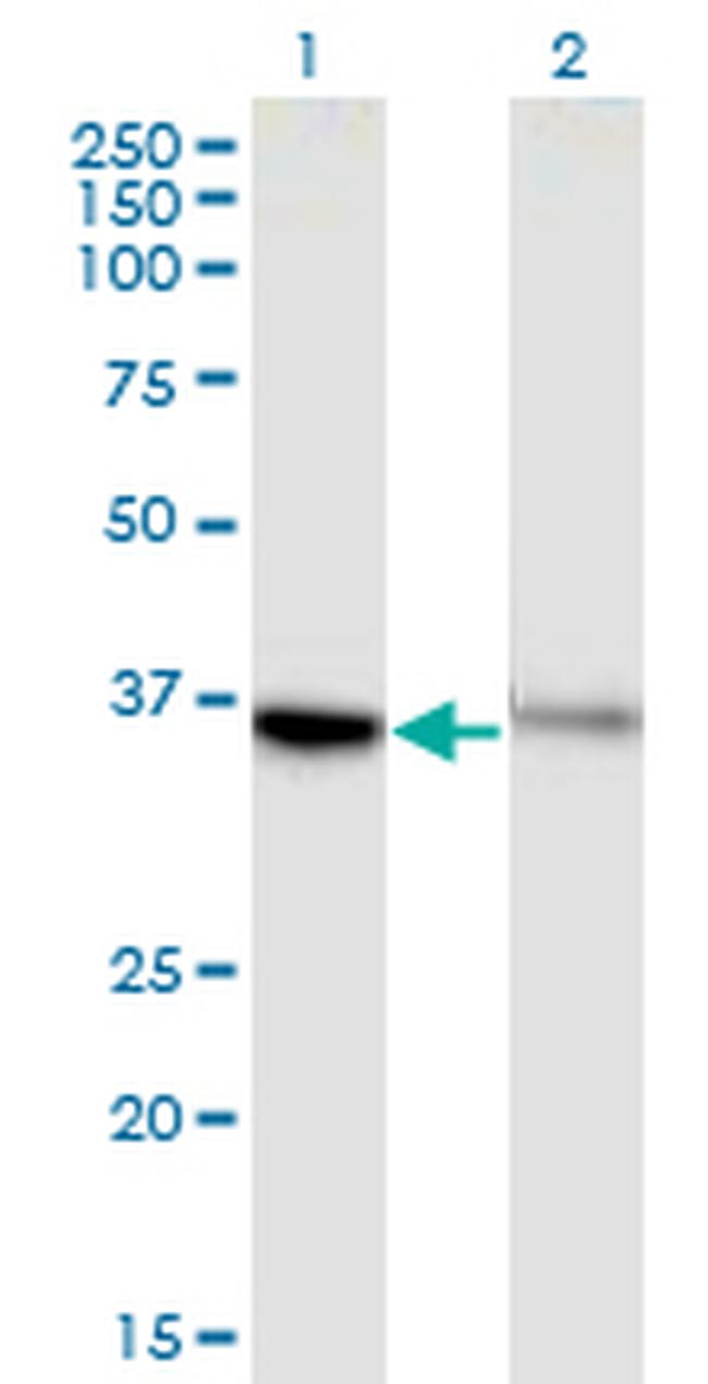 GPR84 Antibody in Western Blot (WB)