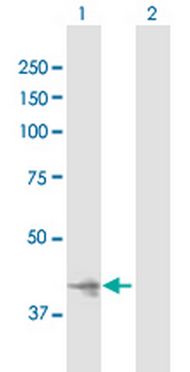 IMPAD1 Antibody in Western Blot (WB)