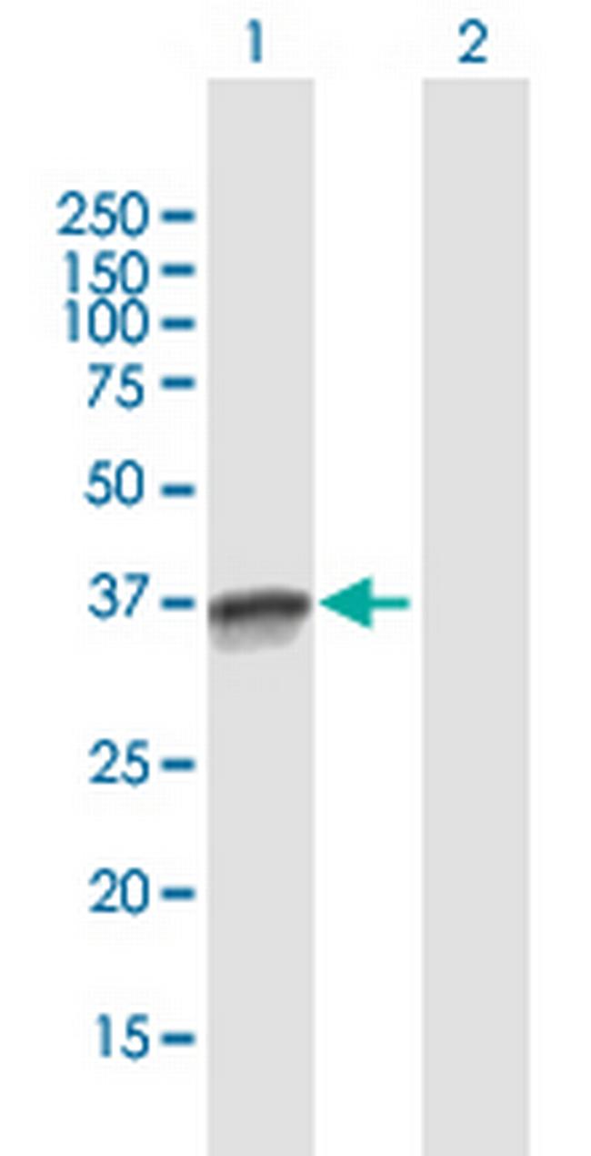 OCIAD1 Antibody in Western Blot (WB)