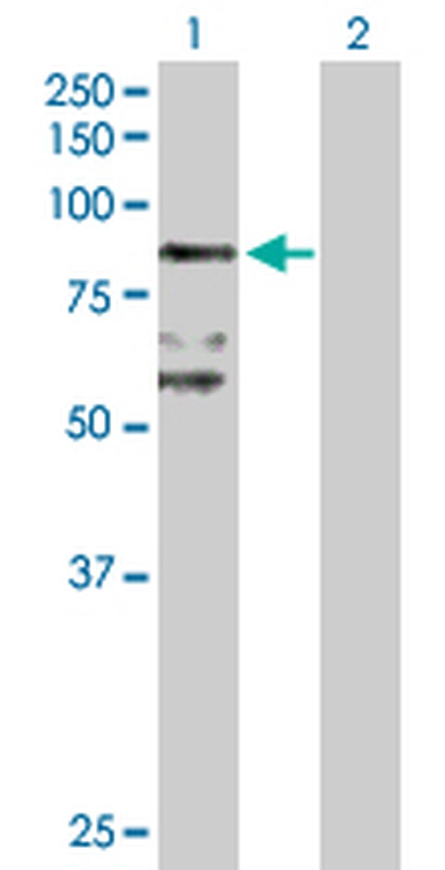 BBS7 Antibody in Western Blot (WB)