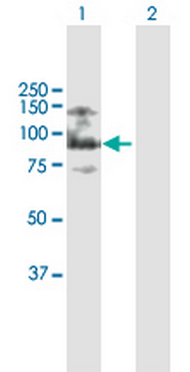 ASXL2 Antibody in Western Blot (WB)