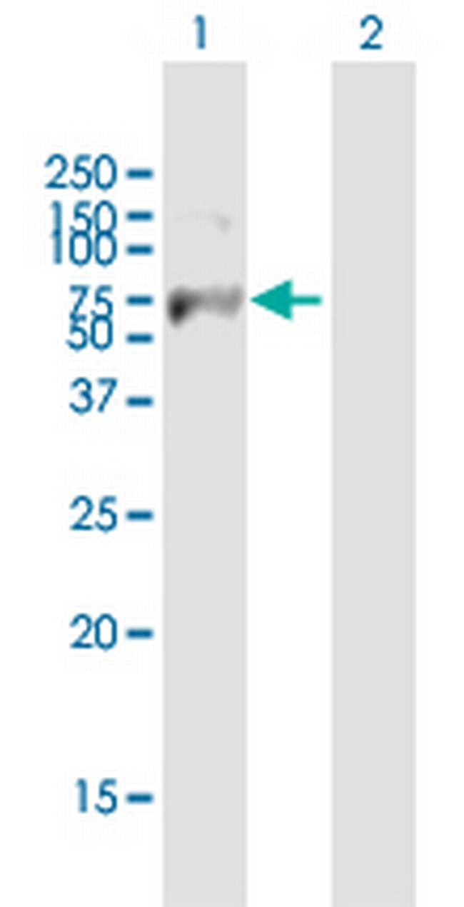 FBXW7 Antibody in Western Blot (WB)