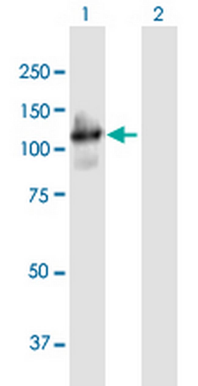 PCDHGA4 Antibody in Western Blot (WB)