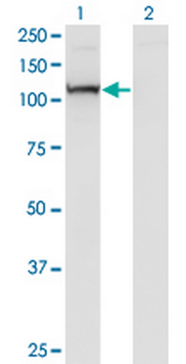 PCDHA7 Antibody in Western Blot (WB)