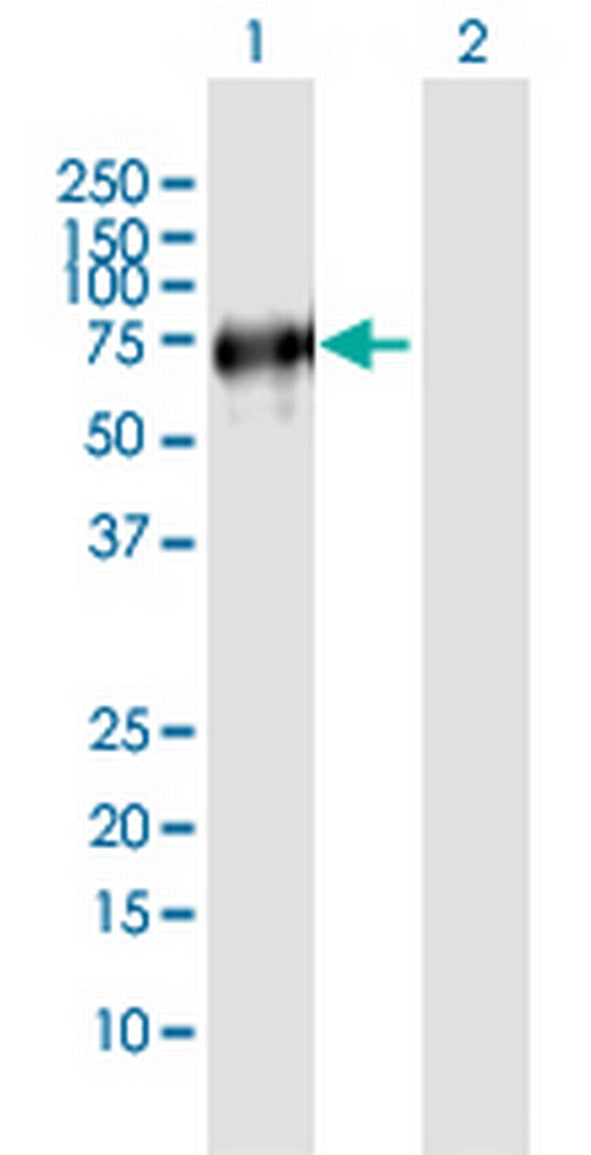 VISA Antibody in Western Blot (WB)