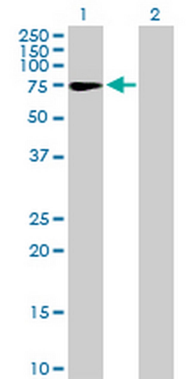 ZNF319 Antibody in Western Blot (WB)