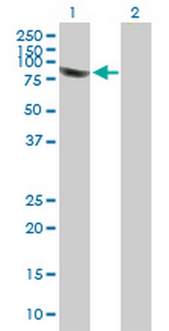 PLEKHA4 Antibody in Western Blot (WB)