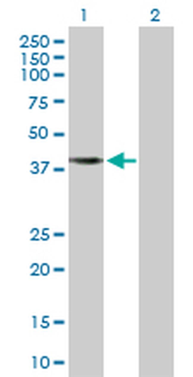 APOBEC3G Antibody in Western Blot (WB)