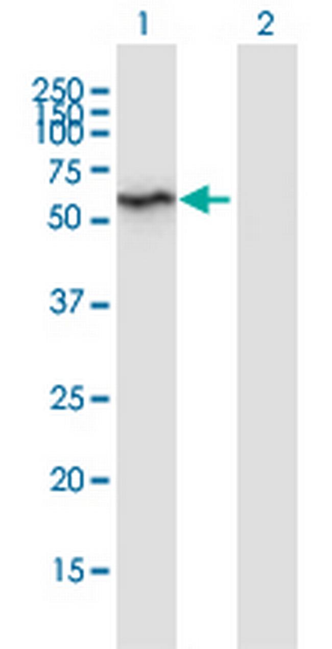 HSPBAP1 Antibody in Western Blot (WB)