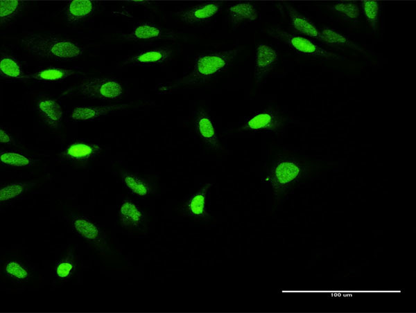 OBFC1 Antibody in Immunocytochemistry (ICC/IF)