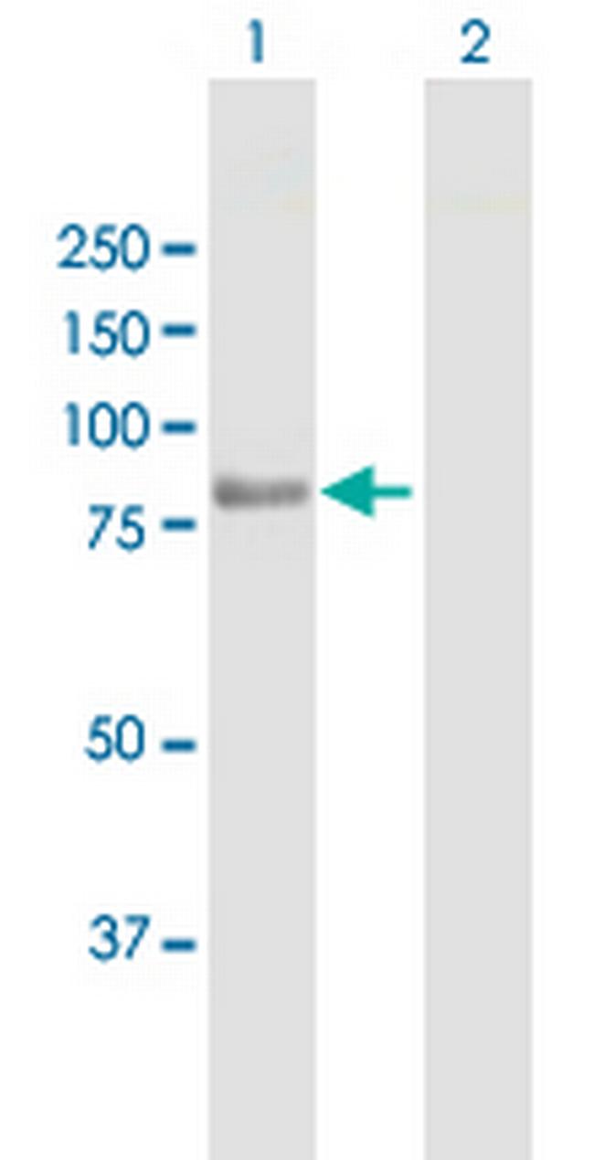 TARS2 Antibody in Western Blot (WB)