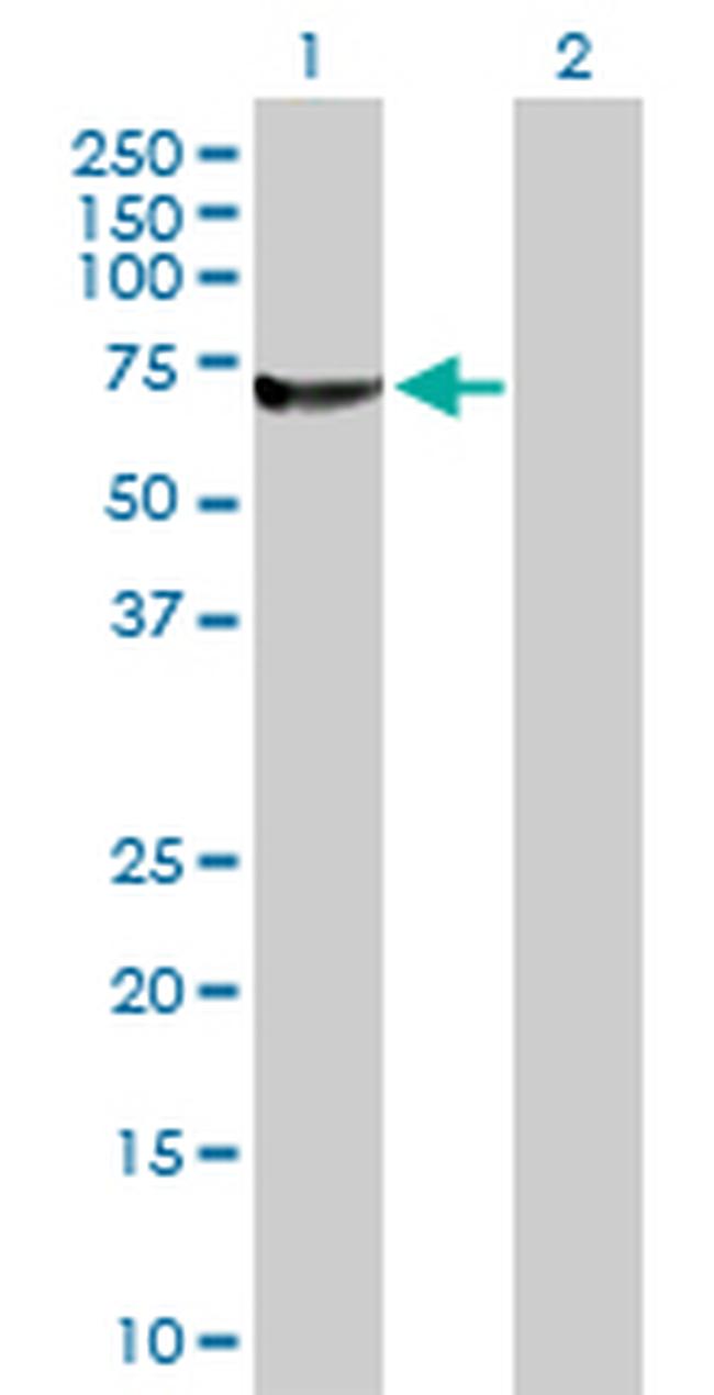 RUFY1 Antibody in Western Blot (WB)