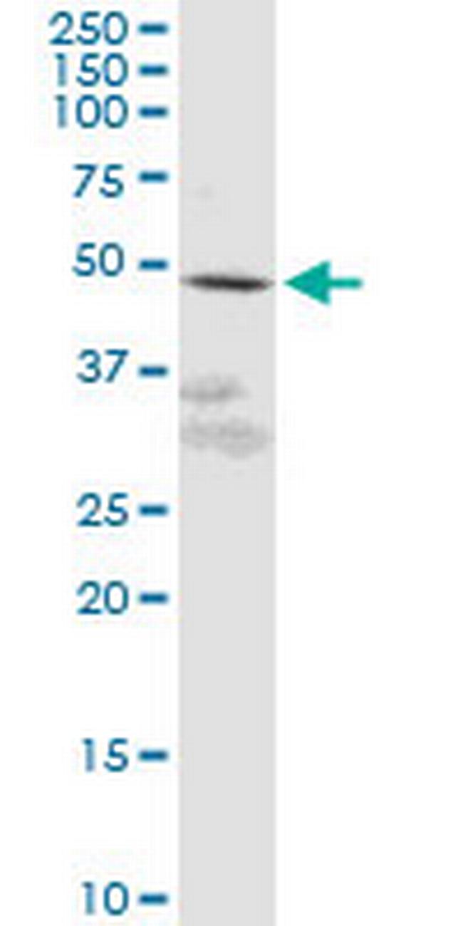 GPR61 Antibody in Western Blot (WB)
