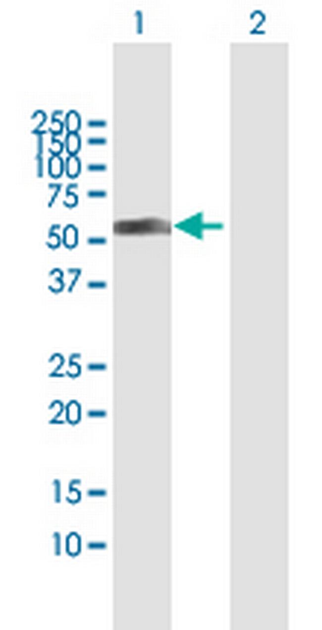 MYST1 Antibody in Western Blot (WB)