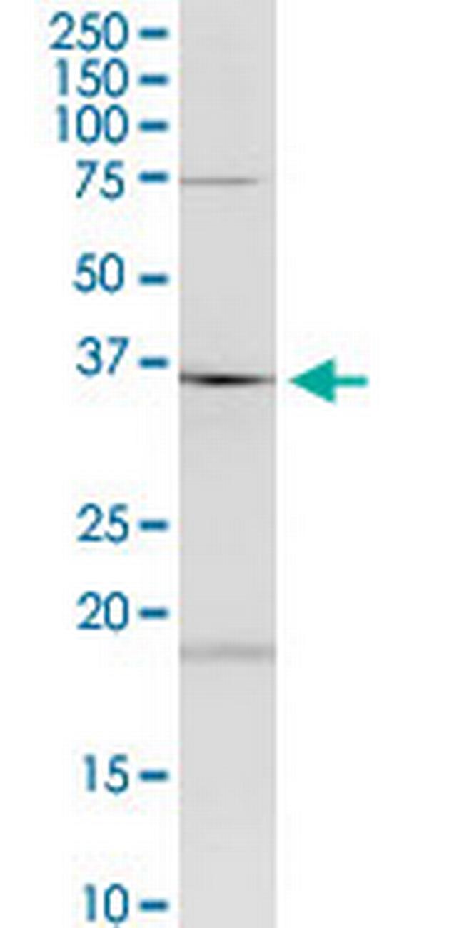 HAGHL Antibody in Western Blot (WB)