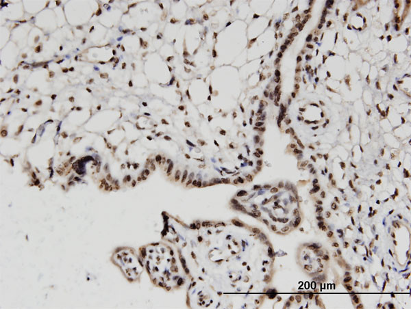 H2AFV Antibody in Immunohistochemistry (Paraffin) (IHC (P))