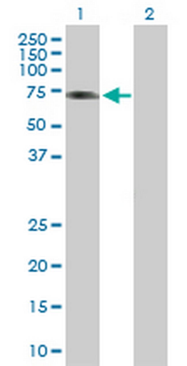 ICA1L Antibody in Western Blot (WB)