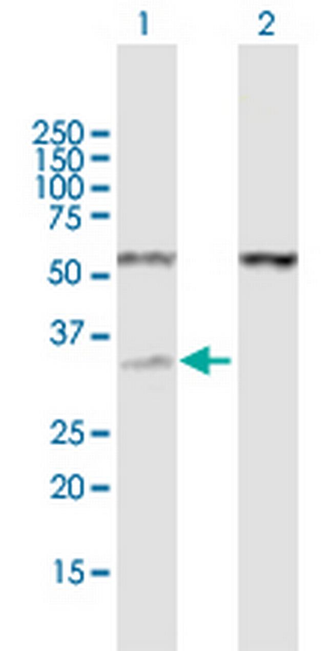 RNASEH1 Antibody in Western Blot (WB)