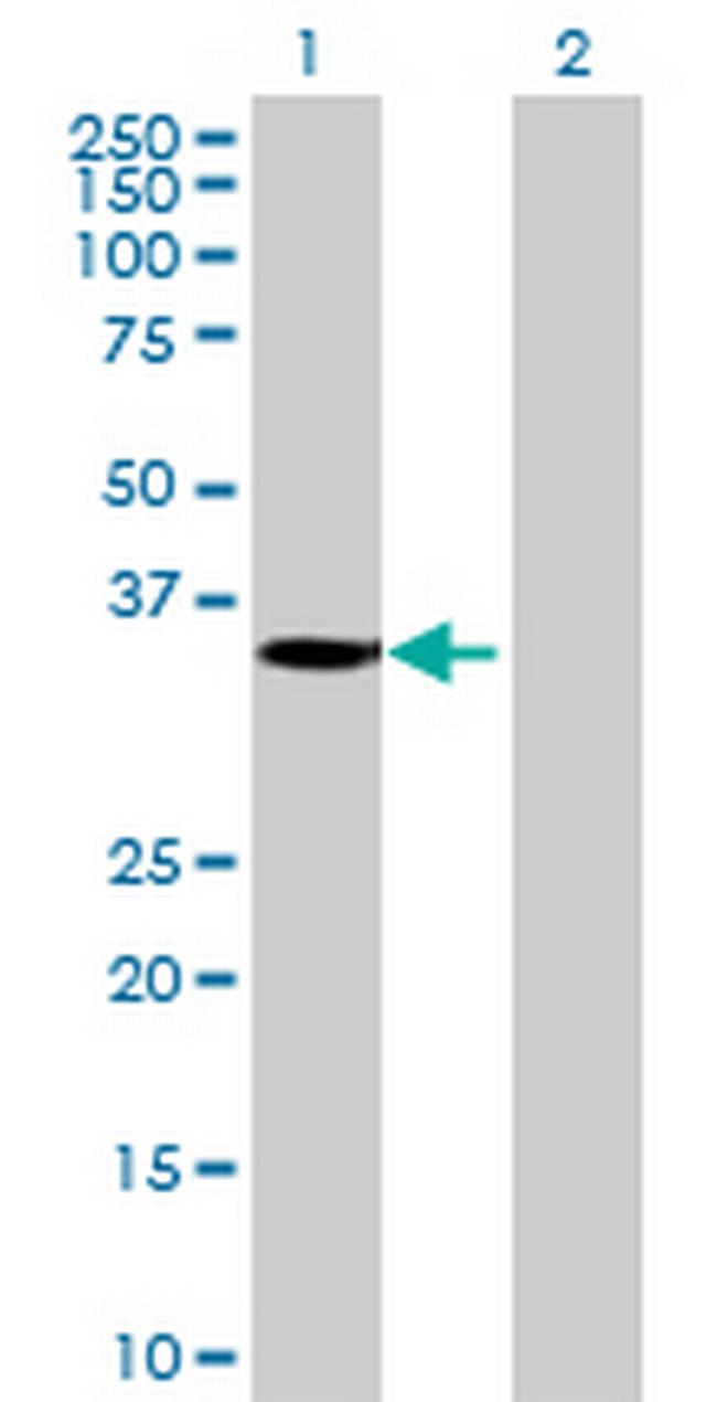 MGC26694 Antibody in Western Blot (WB)