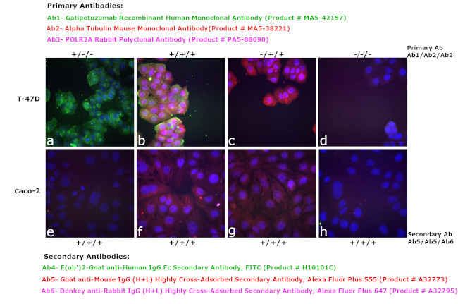 Human IgG Fc Secondary Antibody in Immunocytochemistry (ICC/IF)