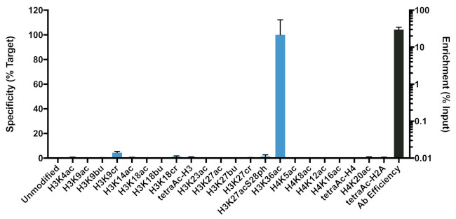 H3K36ac Antibody in ChIP Assay (ChIP)