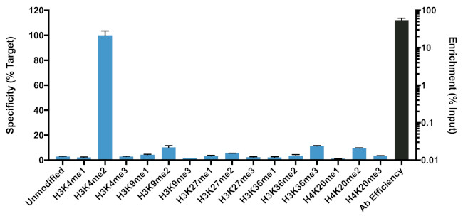 H3K4me2 Antibody