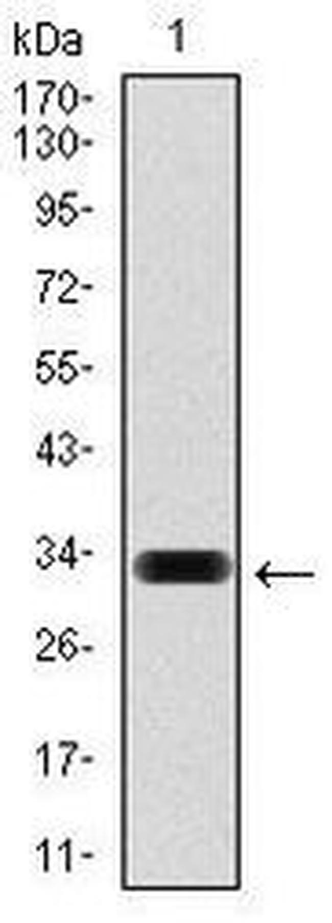 HAS3 Antibody in Western Blot (WB)
