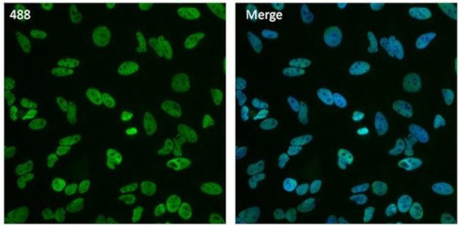 HDAC1 Antibody in Immunocytochemistry (ICC/IF)