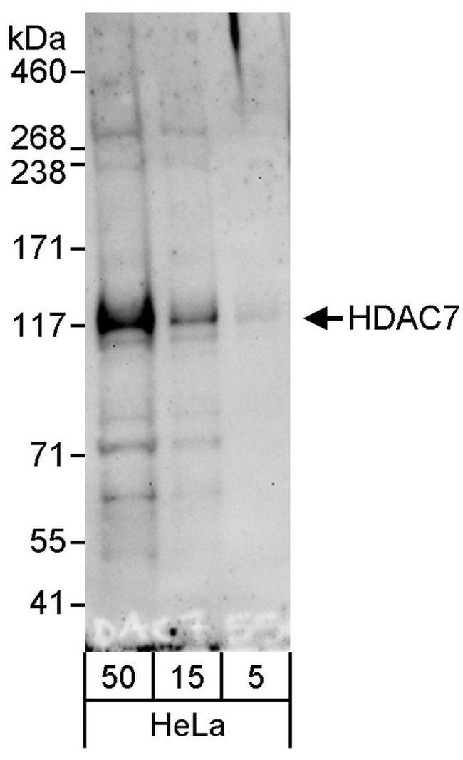 HDAC7 Antibody in Western Blot (WB)