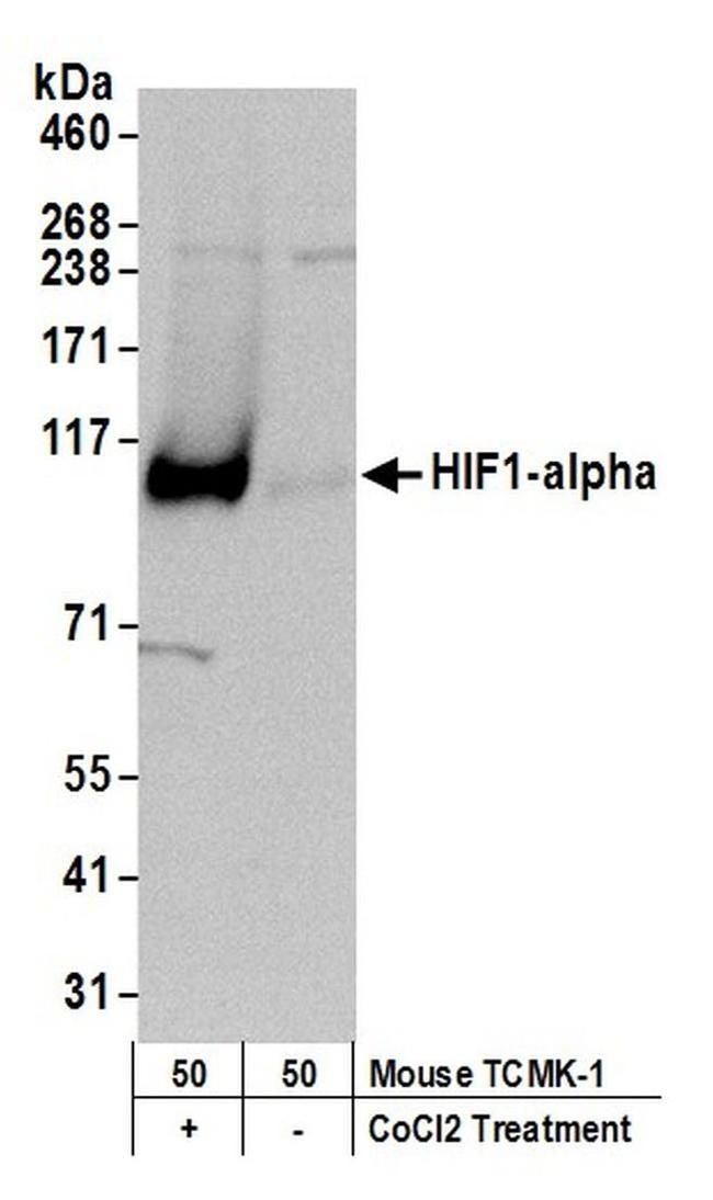 HIF1-alpha Antibody in Western Blot (WB)