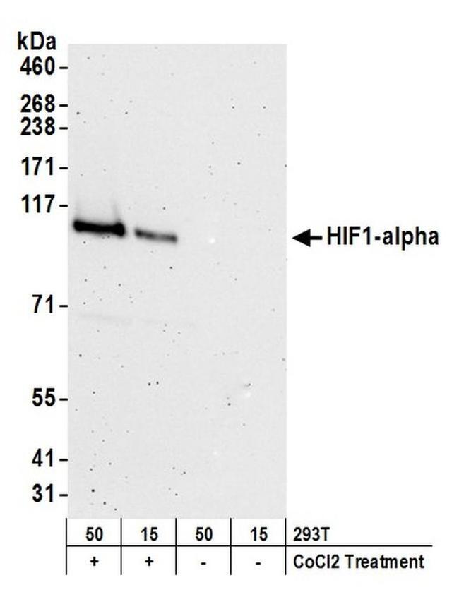 HIF1-alpha Antibody in Western Blot (WB)