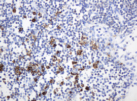 HIF3A Antibody in Immunohistochemistry (Paraffin) (IHC (P))