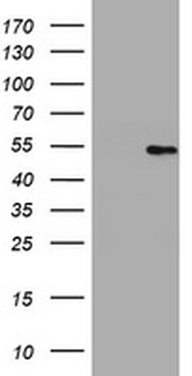 HMGXB4 Antibody in Western Blot (WB)