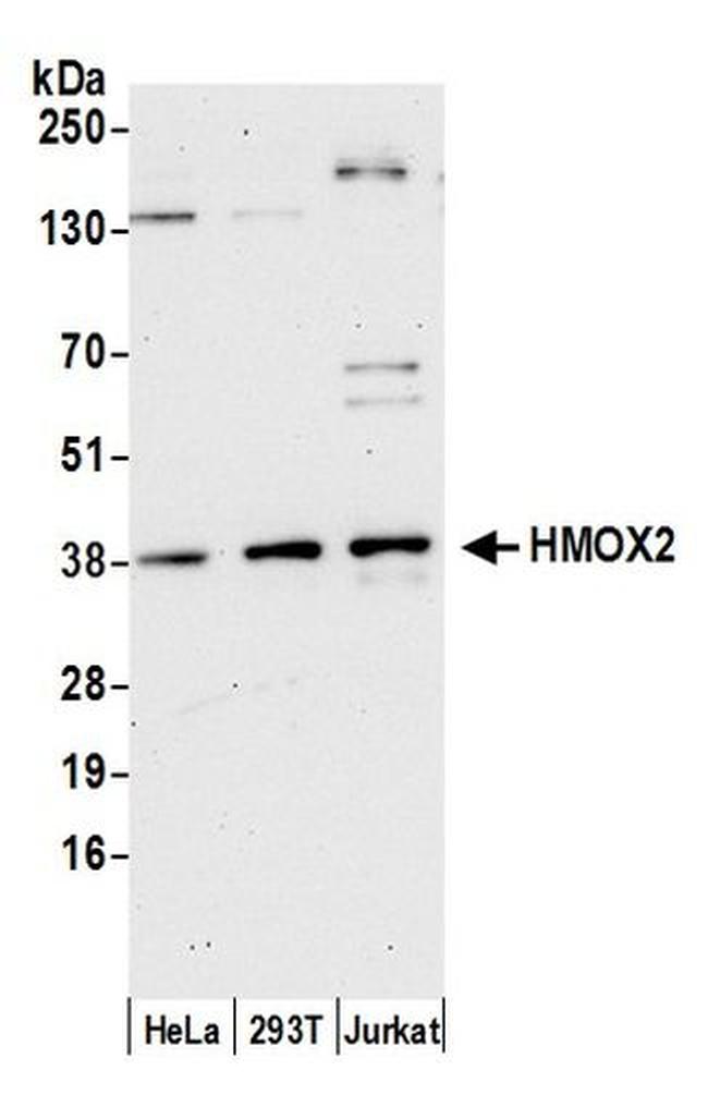 HMOX2 Antibody in Western Blot (WB)