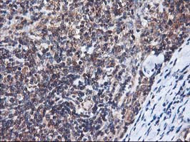 HMOX2 Antibody in Immunohistochemistry (Paraffin) (IHC (P))