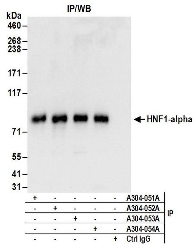 HNF1-alpha Antibody in Western Blot (WB)