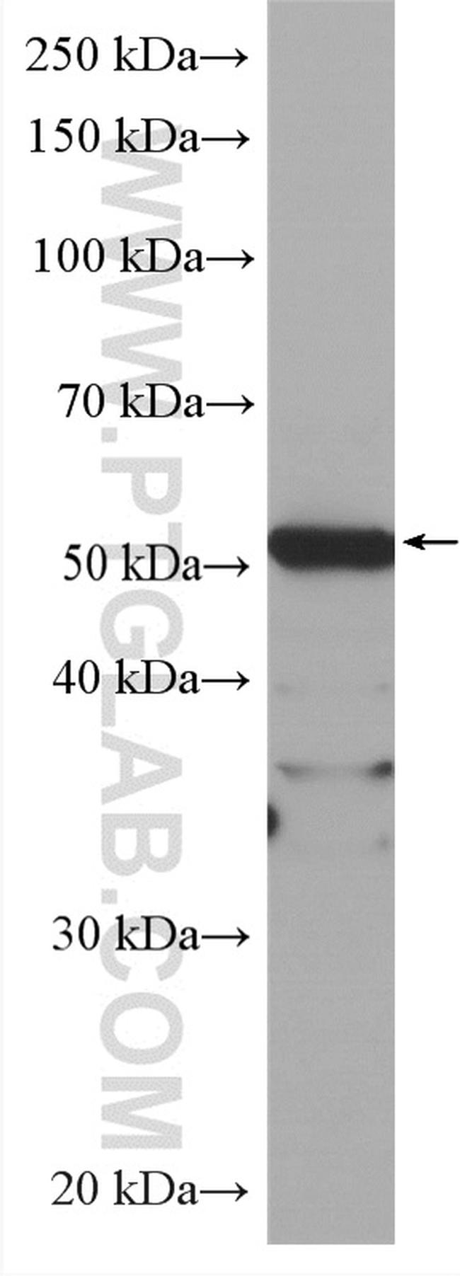 OCT4 Antibody in Western Blot (WB)