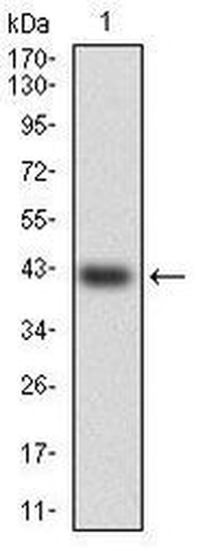 HSF4 Antibody in Western Blot (WB)