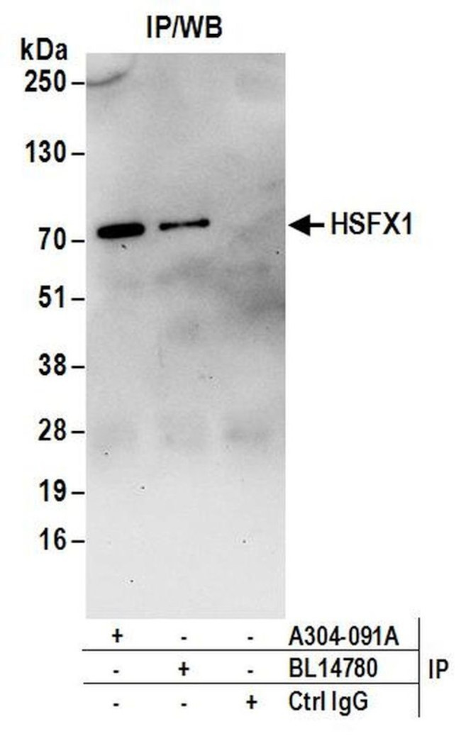 HSFX1 Antibody in Immunoprecipitation (IP)