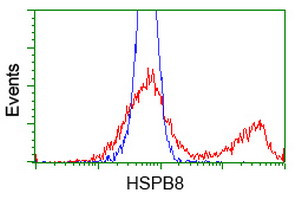 HSPB8 Antibody in Flow Cytometry (Flow)