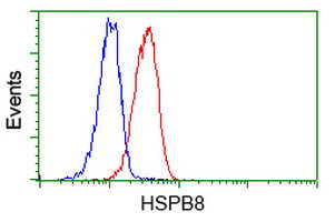 HSPB8 Antibody in Flow Cytometry (Flow)