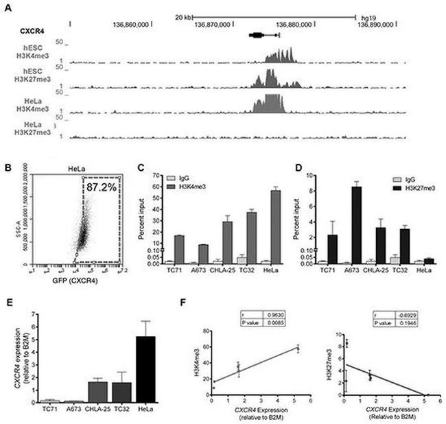 H3K4me3 Antibody in ChIP Assay (ChIP)