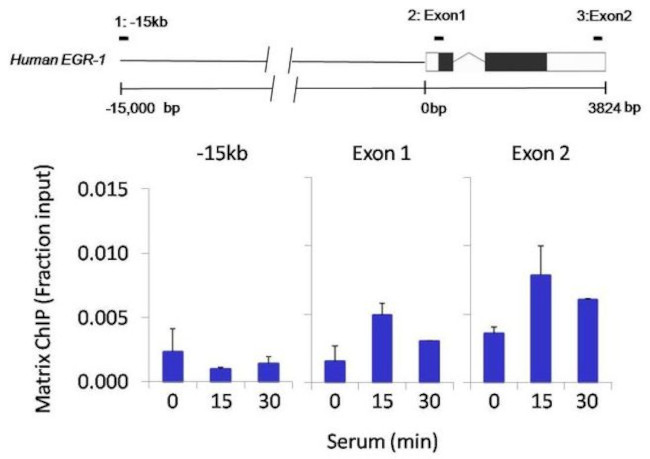 ICAM-1 Antibody in ChIP Assay (ChIP)